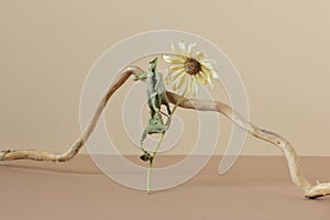 Minimalist floral beige still life composition with dried sunflower blossom branch balancing upon wooden branch natural material