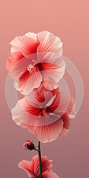 Minimalist Hollyhock Flower Wallpaper For Sensational And Sony Xbr-x750h