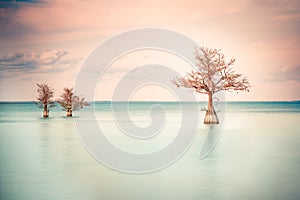 three Cypress trees see in tranquil lake