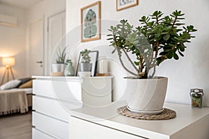 Crassula plant on white commode in minimalist interior