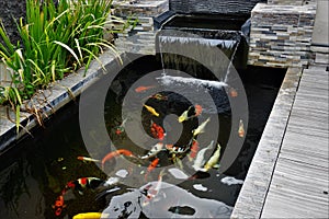 Minimalist koi fish pond