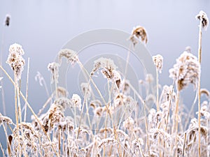 Minimalist landscape with a frosty sedge.