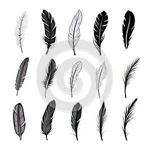 Minimalist Line Drawing Of Plume Set: Unique Feather Designs In Black And White