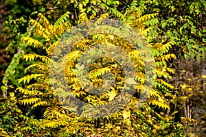 Minimalist monochrome background with many large yellow and green leaves on tree branches in a garden in a sunny autumn day