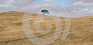 Minimalist panorama of a rolling hilly plowed field with solitary suber cork oak tree, Quercus Suber, captured at