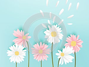 Minimalist pastel white and pink daisy flowers with flying petals on blue background