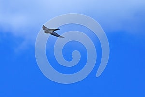 Minimalist photograph of swift, apus apus, in flight with sky and clouds background photo