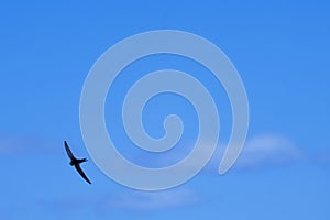 Minimalist photograph of swift, apus apus, in flight with sky and clouds background photo
