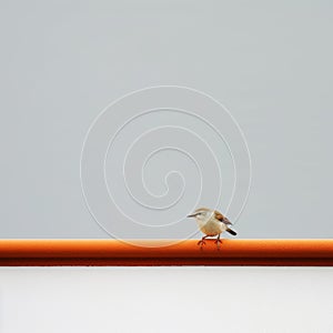 Minimalist Photography: Bird On Orange Railing In Conceptual Minimalism Style