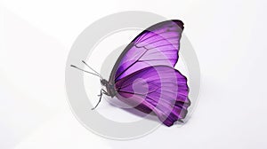 Minimalist Photography of a purple butterfly isolated clear white background