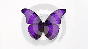 Minimalist Photography of a purple butterfly isolated clear white background