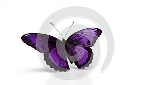 Minimalist Photography of a purple butterfly isolated clear white background