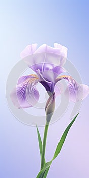 Minimalist Purple Iris Mobile Wallpaper For Sensational And Samsung Qn900a