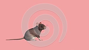 Minimalist Rat Illustration On Pink Background