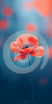 Minimalist Red Poppy Mobile Wallpaper For Impeccable And Tcl 6-series