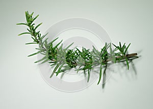 Minimalist rosemary on white background