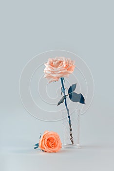 Minimalist still life with single gentle pink rose in a vase against a color background.