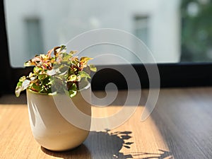 A minimalist style wooden table and air-purifying plants