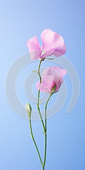 Minimalist Sweet Pea Mobile Wallpaper For Distinguished And Sony Xbr-x950h