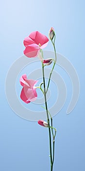 Minimalist Sweet Pea Mobile Wallpaper For Distinguished And Sony Xbr-x950h