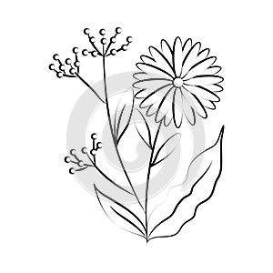 Minimalist tattoo flower fruits botancial line art herb and leaves