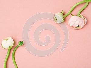 Minimalist tender pink springtime background.