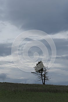 Minimalist Tree on the Mountain