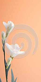 Minimalist White Freesia Mobile Wallpaper For Sumptuous And Tcl 6-series