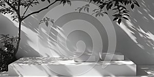 Minimalist White Platform Shadow Plant Sunlight Display