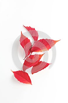 minimalistic autumn composition. beautiful red leaves on a white background