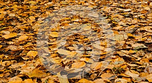 Minimalistic autumn horizontal banner. Many different yellow and orange fallen leaves close up. Concept of nature in fall without