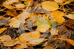 Minimalistic autumn horizontal banner. Many different yellow and orange fallen leaves close up. Concept of nature in fall without
