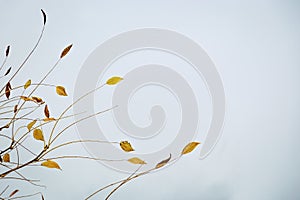 Minimalistic autumn landscape, rare dry autumn leaves on tree branches against cloudy blue sky