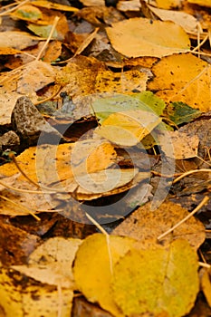 Minimalistic autumn vertical banner. Many different yellow and orange fallen leaves close up. Concept of nature in fall without