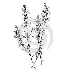 Minimalistic Black And White Line Drawing Of Snapdragon Flowers