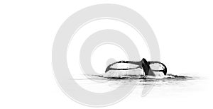 Tail Of A Humpback Whale (Megaptera Novaeangliae) photo