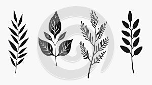Minimalistic Black And White Sketches Of Leaves On White Background