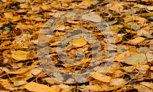 Minimalistic blurry autumn horizontal banner. Many different yellow and orange fallen leaves close up out of focus. Concept of