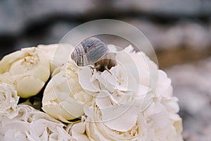 Minimalistic bridal bouquet of white roses peonies and hortense with cute snail