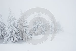 Minimalistic Christmas trees under heavy snow in mist