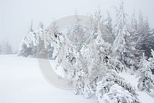 Minimalistic Christmas trees under heavy snow in mist