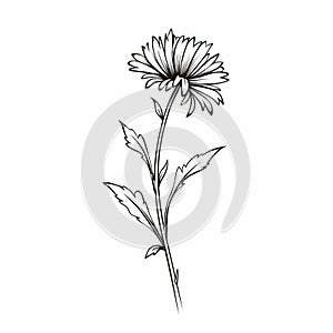 Minimalistic Chrysanthemum Flower Drawing - Aubrey Beardsley Style