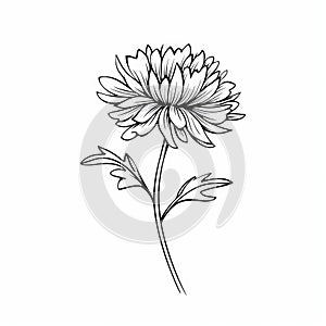 Minimalistic Chrysanthemum Flower Vector Illustration With Delicate Still-lifes