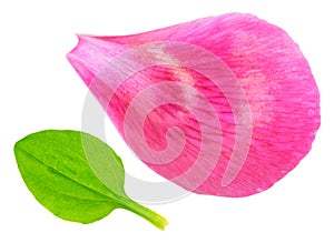 Minimalistic composition of green leaf of plantain and pink petal of peony on white background