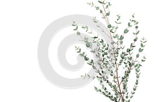 Minimalistic floral background of green eucalyptus leaves top view. Flat lay style.