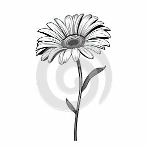 Minimalistic Gerbera Sketch Drawing: Trendy Tiny Tattoo Design