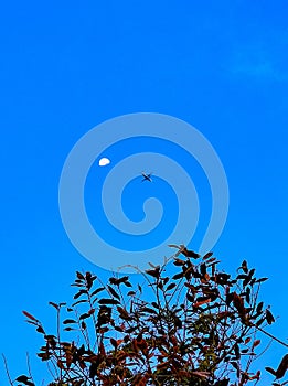 Minimalistic image of Aeroplane flying in the blue sky.