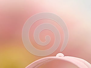 Minimalistic image of droplet on soft pink gerbera petal f