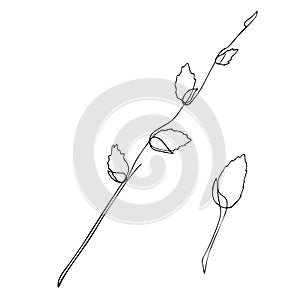 A minimalistic image of a pussy willow branch. Spring drawing with one line. Vector illustration