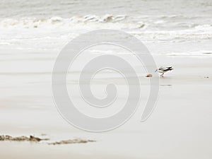 Minimalistic image of a seagull on a beach looking at a jelly fish